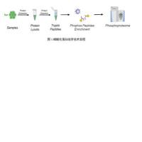 磷酸化蛋白组学服务