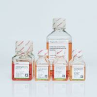 人肾类器官分化试剂盒 培养基