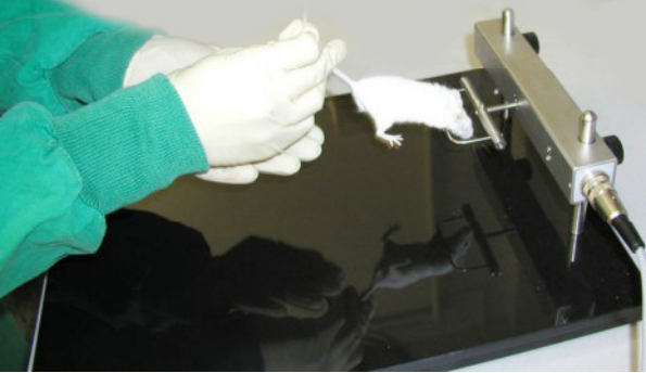 大小鼠抓力测定仪