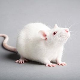 大/小鼠自主给药系统