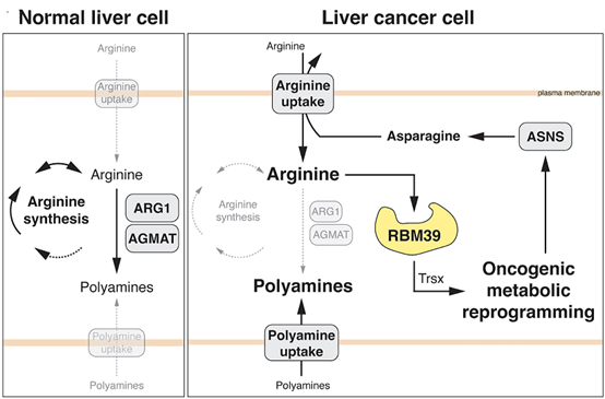 Cell 重磅！发现遏制肝癌进展新途径！