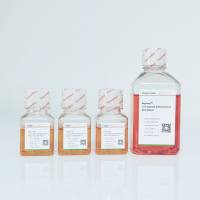 肝类器官分化试剂盒类器官培养基