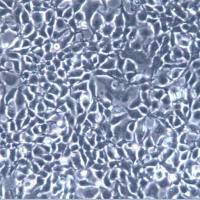 NCI-H838细胞、NCI-H838细胞、NCI-H838细胞