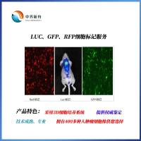 LUC、GFP、RFP细胞标记服务