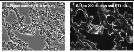 Anti RT1-40 大鼠肺泡I型细胞特异性抗体 TB-1