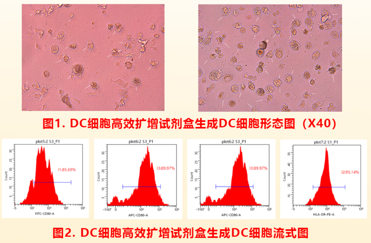 人DC体外高效扩增试剂盒