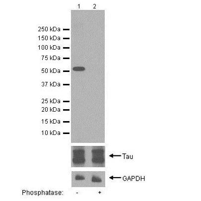 Anti-Tau (phospho S422)