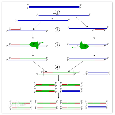 技术文|终于将PCR一次性介绍清楚啦