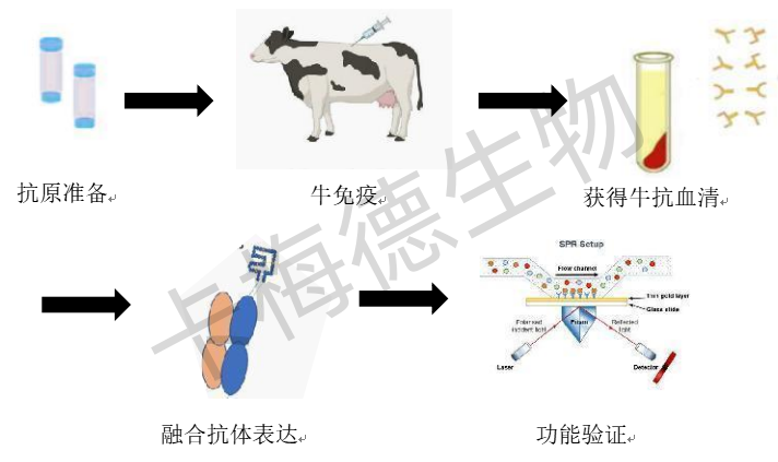 牛单抗定制服务