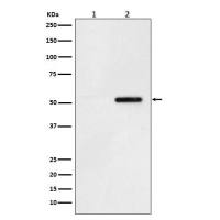 Anti-Tau (phospho S324)