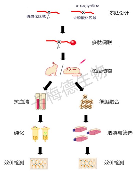 磷酸化抗体制备服务