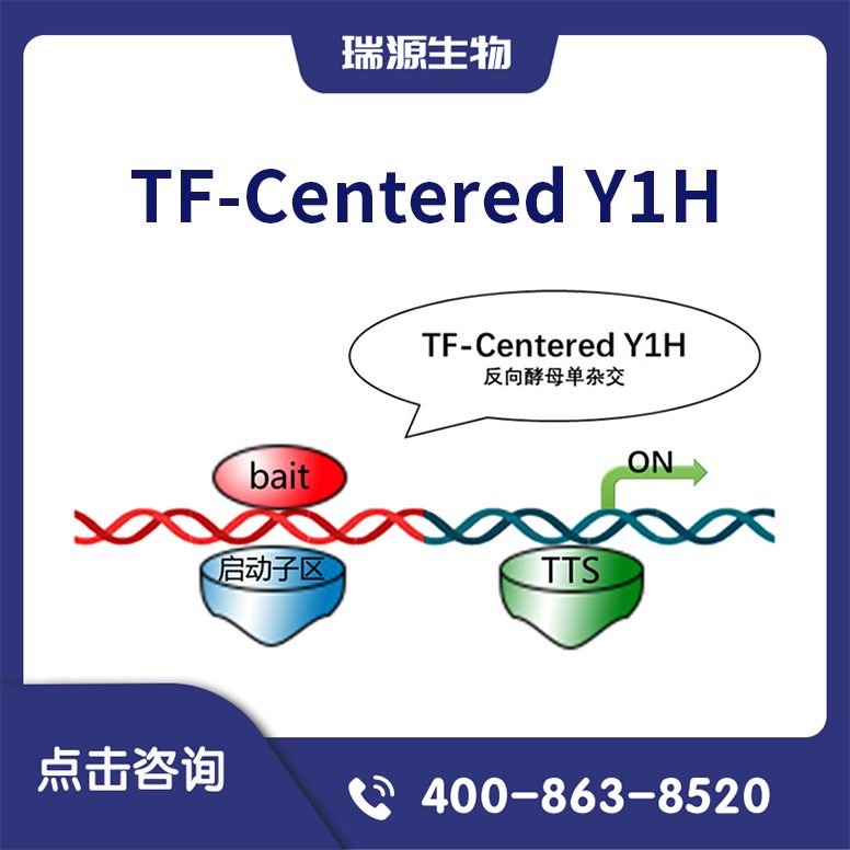 反向酵母单杂技术服务（TF-Centered Y1H/反向酵母单杂文库构建/TF酵母单杂/反向酵母单杂筛库）