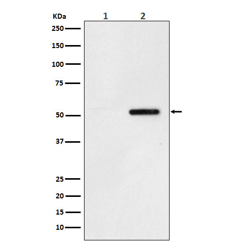 Anti-Tau (phospho S324)