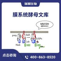 膜系统酵母文库（酵母双杂交/膜酵母双杂交/膜系统文库构建/膜系统文库筛选/酵母双杂文库构建/酵母双杂交文库筛选）