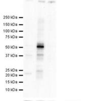 Anti-Tau (phospho S293)