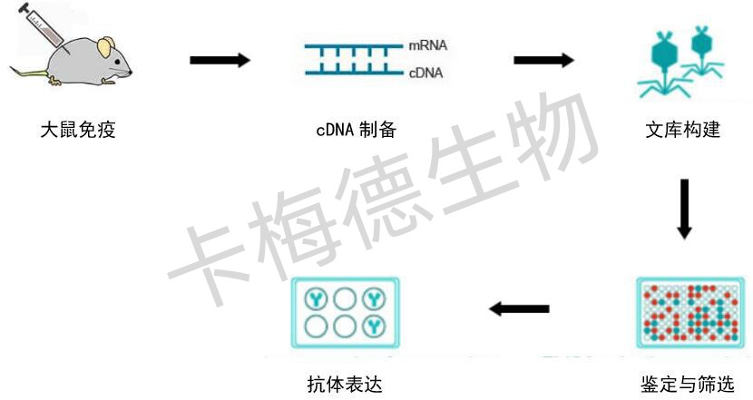 大鼠重组单抗定制服务