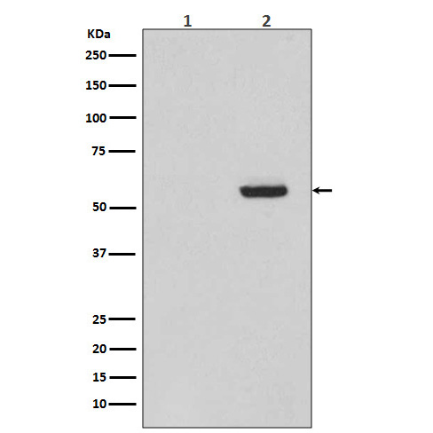 Anti-Tau phospho S396