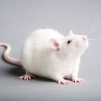 条件性位置偏爱视频分析系统