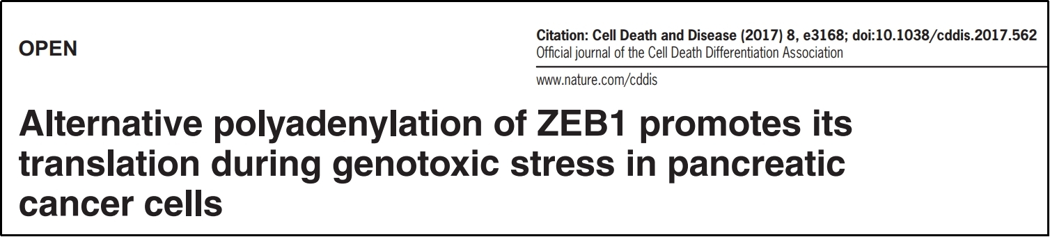 Cell Death Dis.| 胰腺癌中APA与Polysome Profiling技术的联用研究