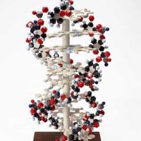 Dazzle™ 594 抗小鼠 CD274 (B7-H1, PD-L1) 荧光标记PE 抗体