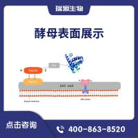 酵母表面展示（酿酒酵母表面展示技术/蛋白表达系统）