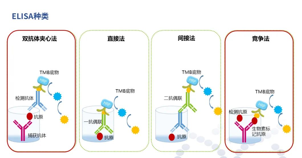 三分钟解读 ELISA 实验原理