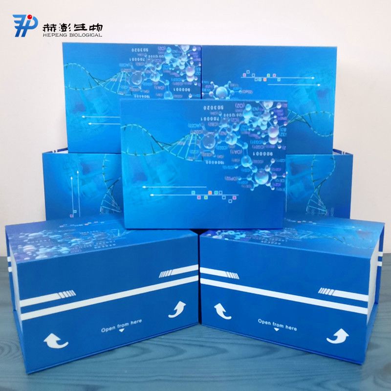 冰冻切片淀粉样蛋白（AMYLOID）阿尔新蓝（alcian blue）染色试剂盒