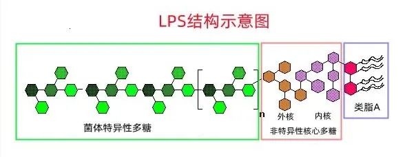 三分钟带你了解「内毒素」