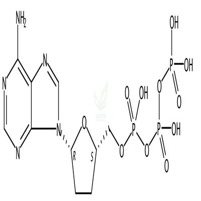 2',3'-二脱氧腺苷 5'-三磷酸  CAS号：24027-80-3
