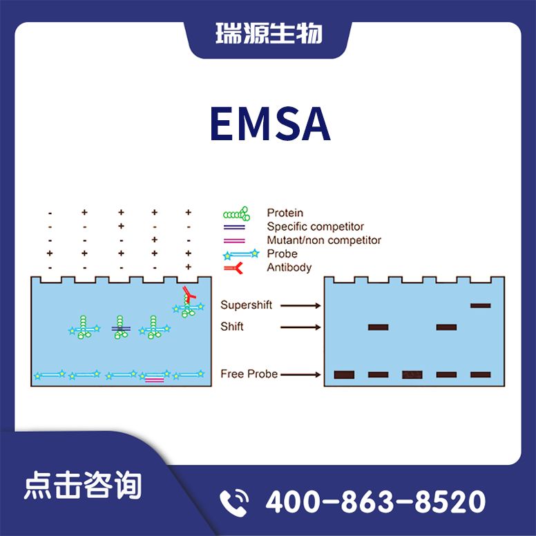 EMSA实验（凝胶阻滞或电泳迁移率实验/EMSA凝胶电泳迁移检测）