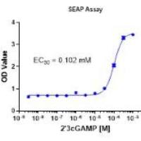 THP-1 Reporter Cell Line