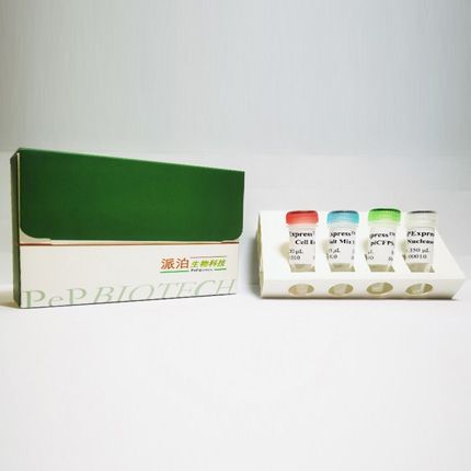 派泊 EC012S 无细胞蛋白表达增强型试剂盒 Ⅱ(适用于试剂盒 I 难表达的蛋白)