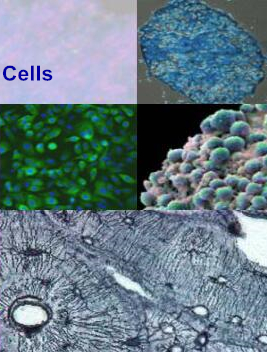 HGMC人肾小球系膜细胞|永生化人肾小球系膜细胞|HGMC细