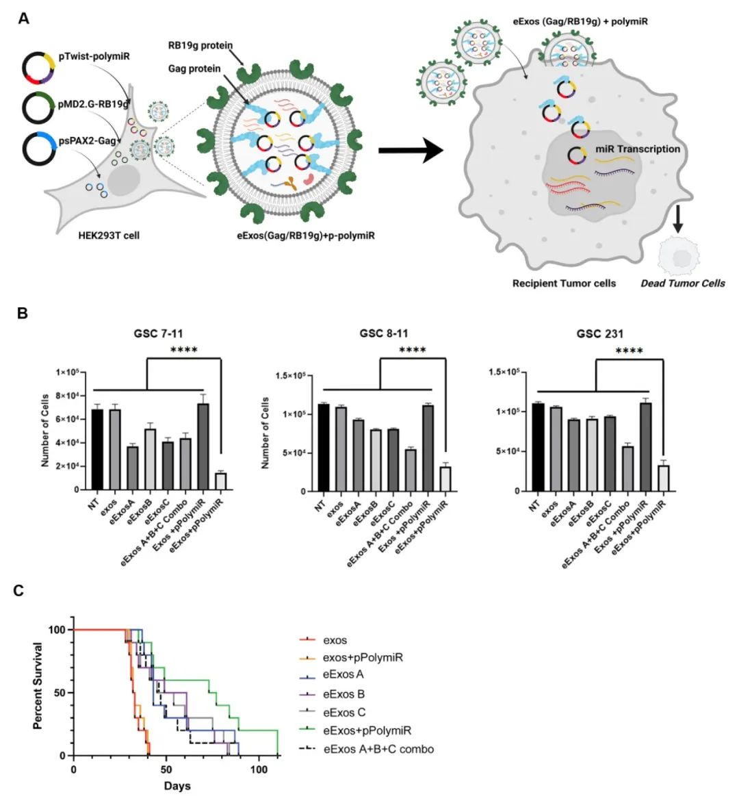 miRNA研究进展盘点丨20231019期