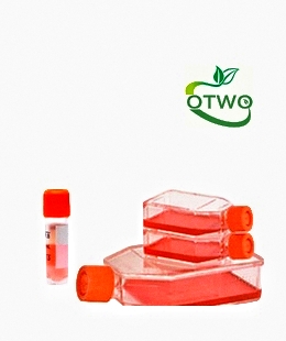 9L小鼠胶质瘤|9L细胞|小鼠胶质瘤|9L细胞|小鼠胶质瘤|