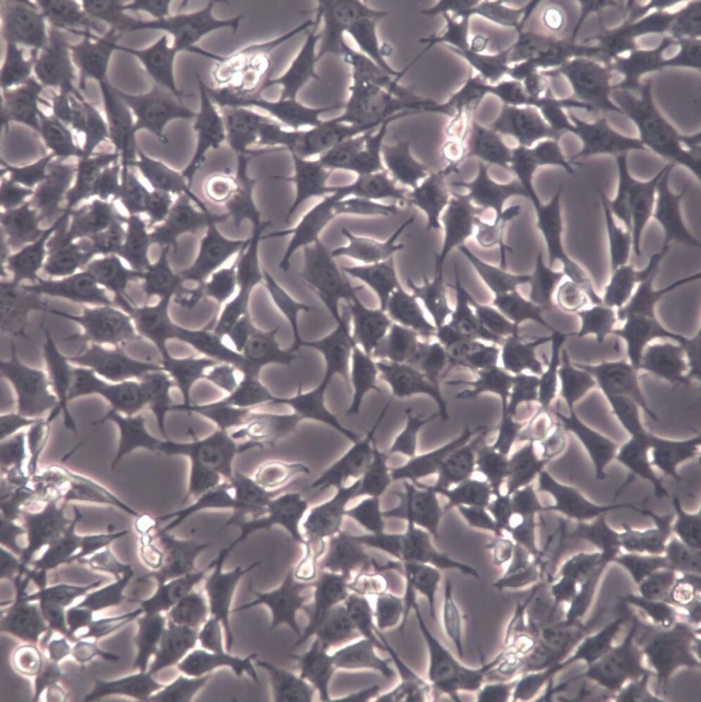 ATDC5小鼠胚胎瘤细胞