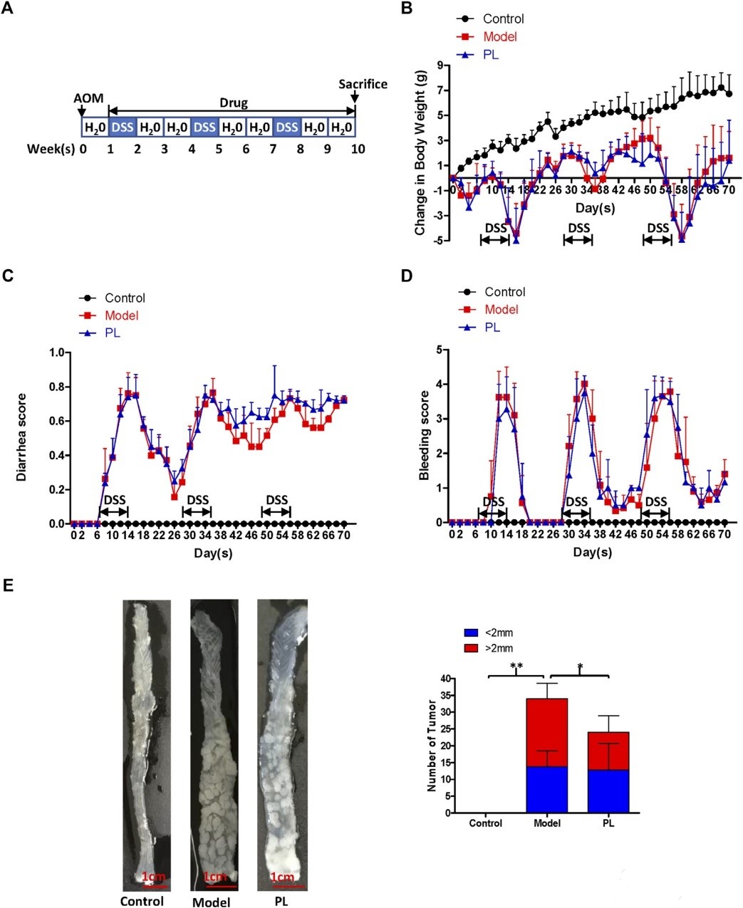 结直肠癌造模方法