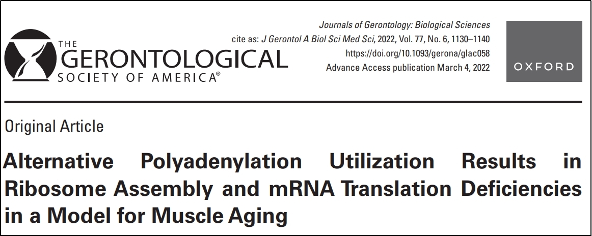 肌肉衰老模型中APA与Polysome Profiling技术的 联用研究