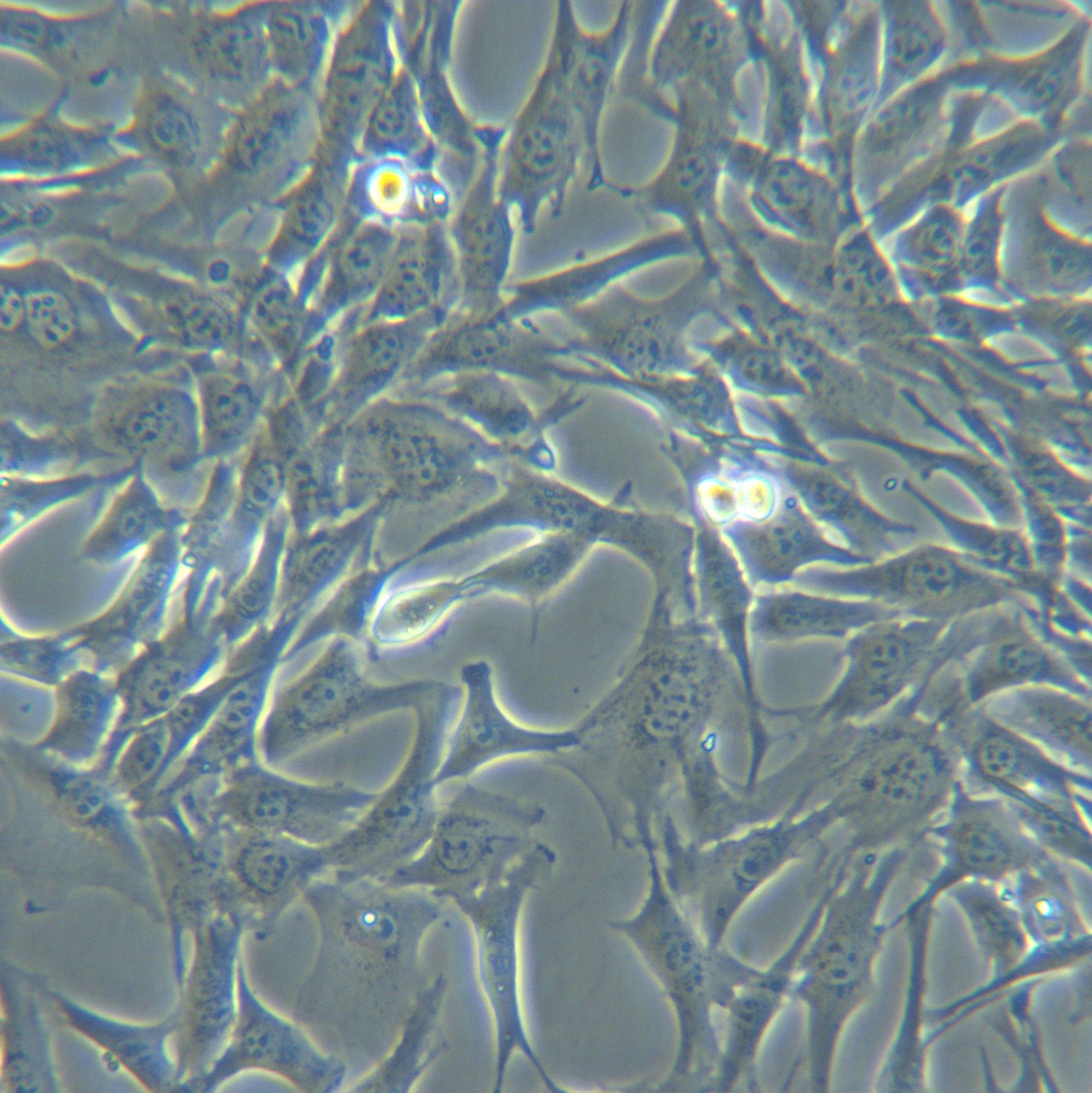 HL-1【HL1;HL 1】 小鼠心肌细胞