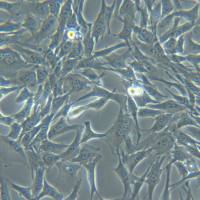 HL-1【HL1;HL 1】 小鼠心肌细胞