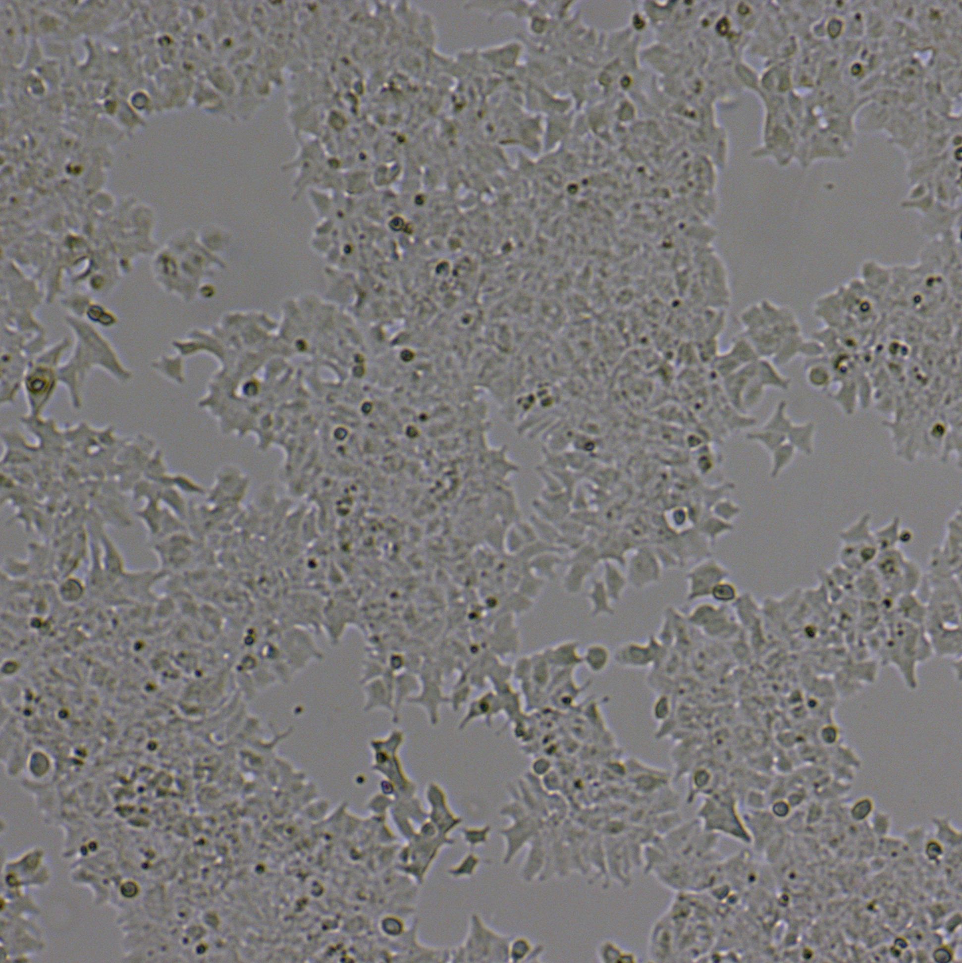STC-1[stc1;stc 1]小鼠小肠内分泌细胞