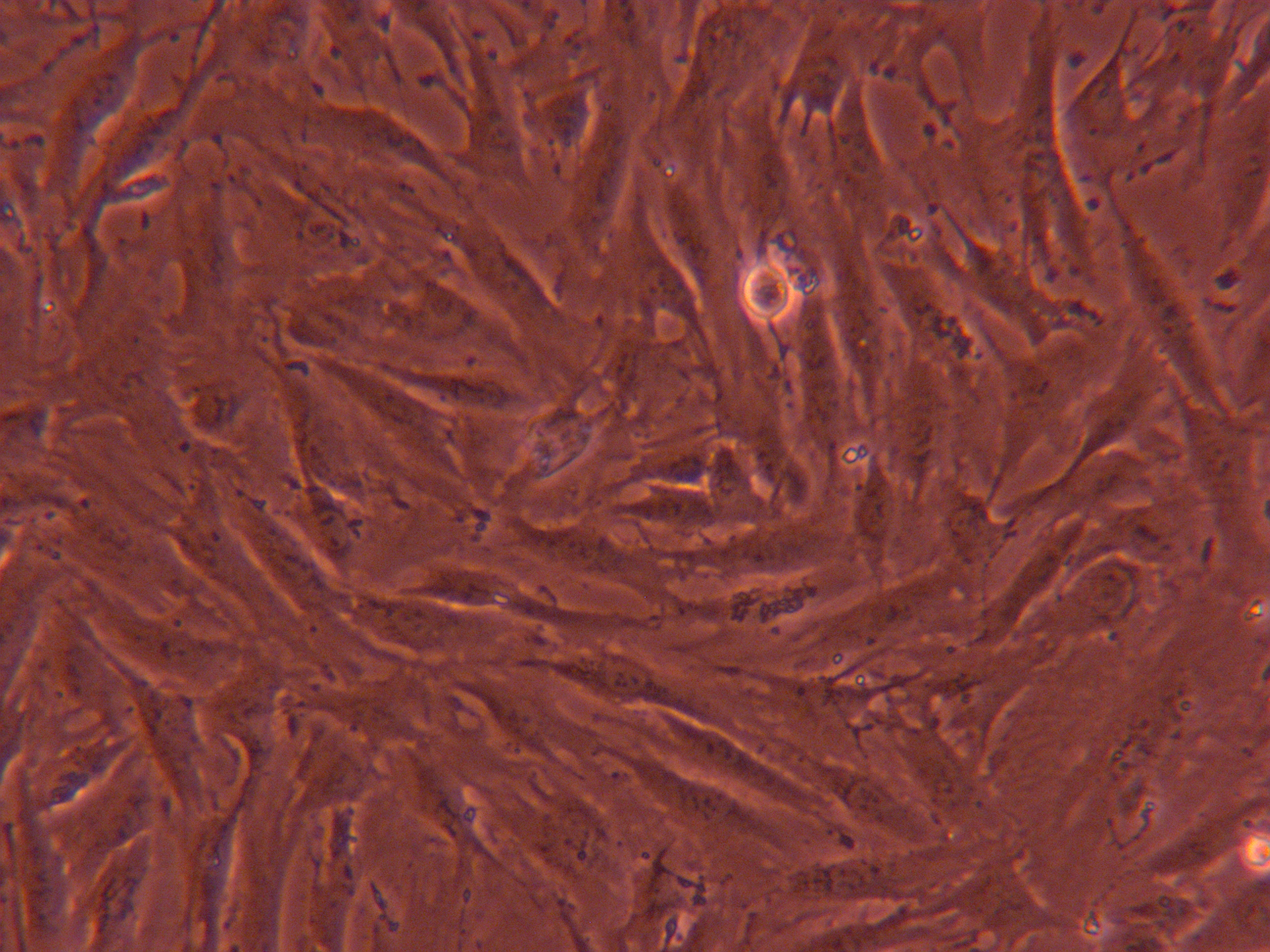 KGN【kgn;Kgn】卵巢颗粒细胞