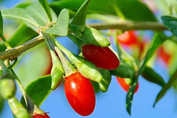 辅酶A系列产品的应用