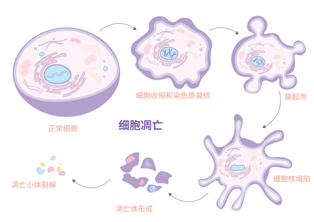 实验干货|如何用Annexin V/PI法做好细胞凋亡检测