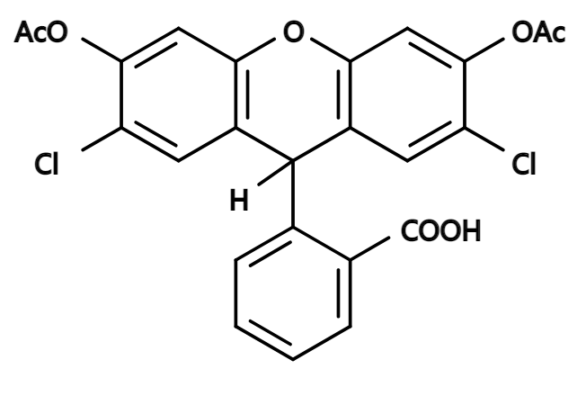细胞ROS水平常用检测试剂及方法