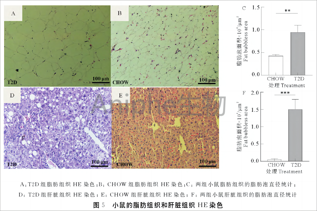 疾病模型|一文了解2型糖尿病(T2DM)动物模型的常用造模方法!