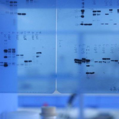 Brilliant Violet 650™ 抗人 CD223 (LAG-3) 流式抗体