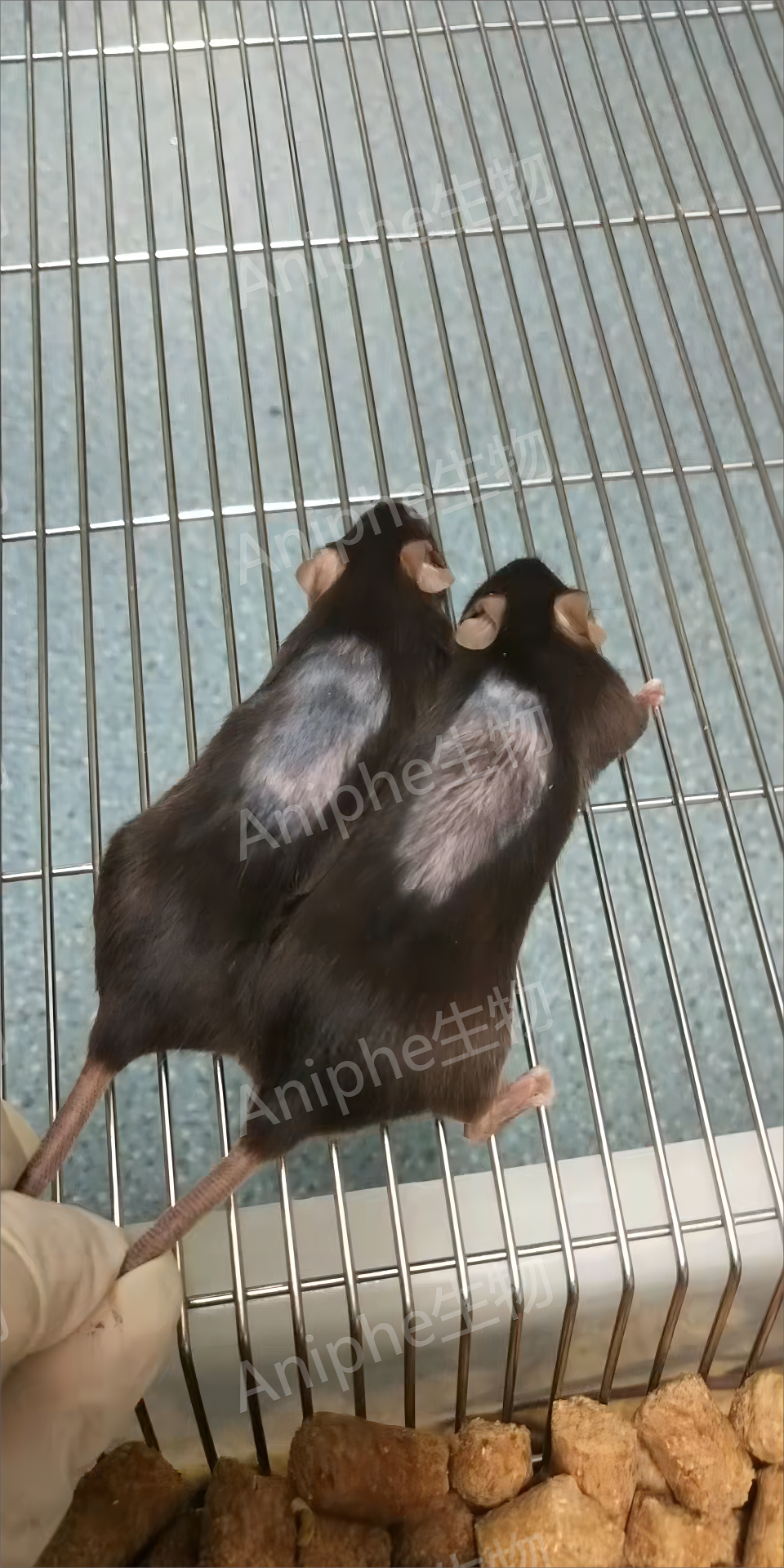 干货|最常见的实验鼠品系 —C57BL/6老龄鼠,这些你都知道吗↓