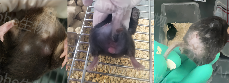 干货|最常见的实验鼠品系 —C57BL/6老龄鼠,这些你都知道吗↓