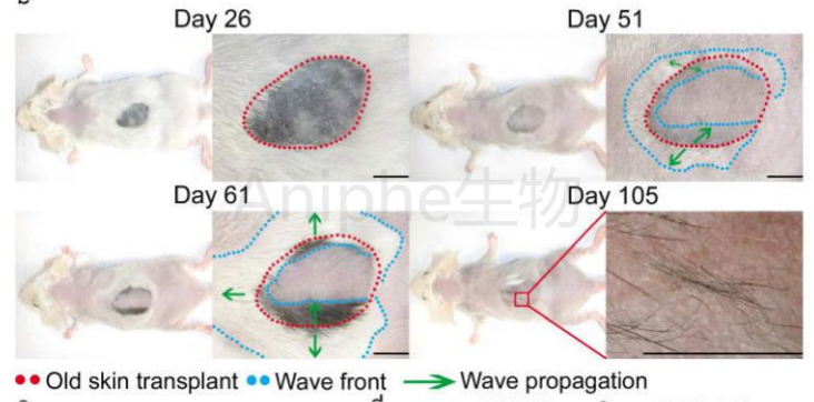 干货|最常见的实验鼠品系 —C57BL/6老龄鼠,这些你都知道吗↓